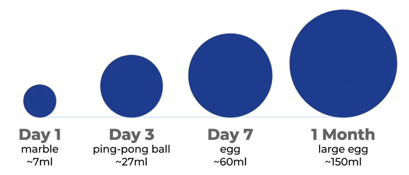 Infographic showing newborn stomach size progression from a marble on day 1 to an egg by day 7, with milliliter amounts